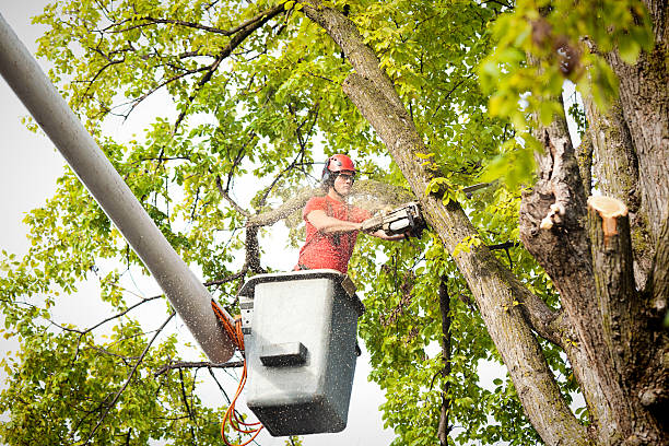 Best Tree Care Services  in Odenton, MD